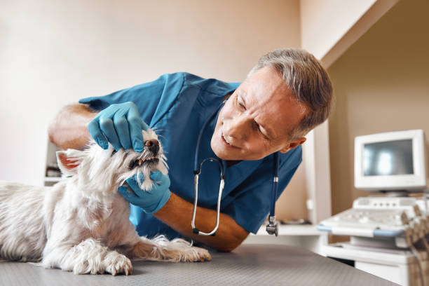 Best Weekend Emergency Dentist in Fox Crossing, WI